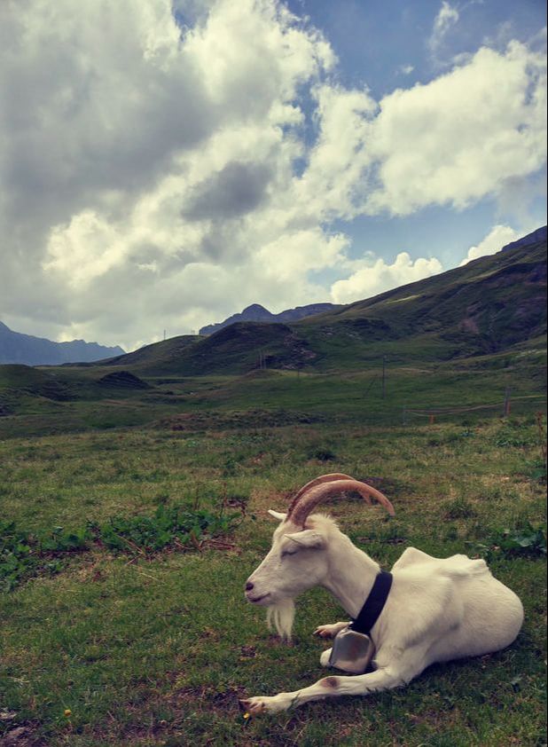 Realy Swiss Mountain Goat - pic taken by Danny the coach
